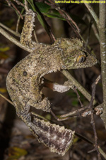 leaf-tailed gecko